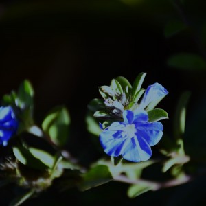 FLOR AZUL